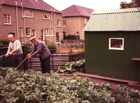 Geraldine Baird's Dad, Pat Kerlin Who Grew All His Veg And Fruit In The Back Garden Caledonia Ave, Rutherglen, Early 1980S. Courtesy Of Geraldine Baird image