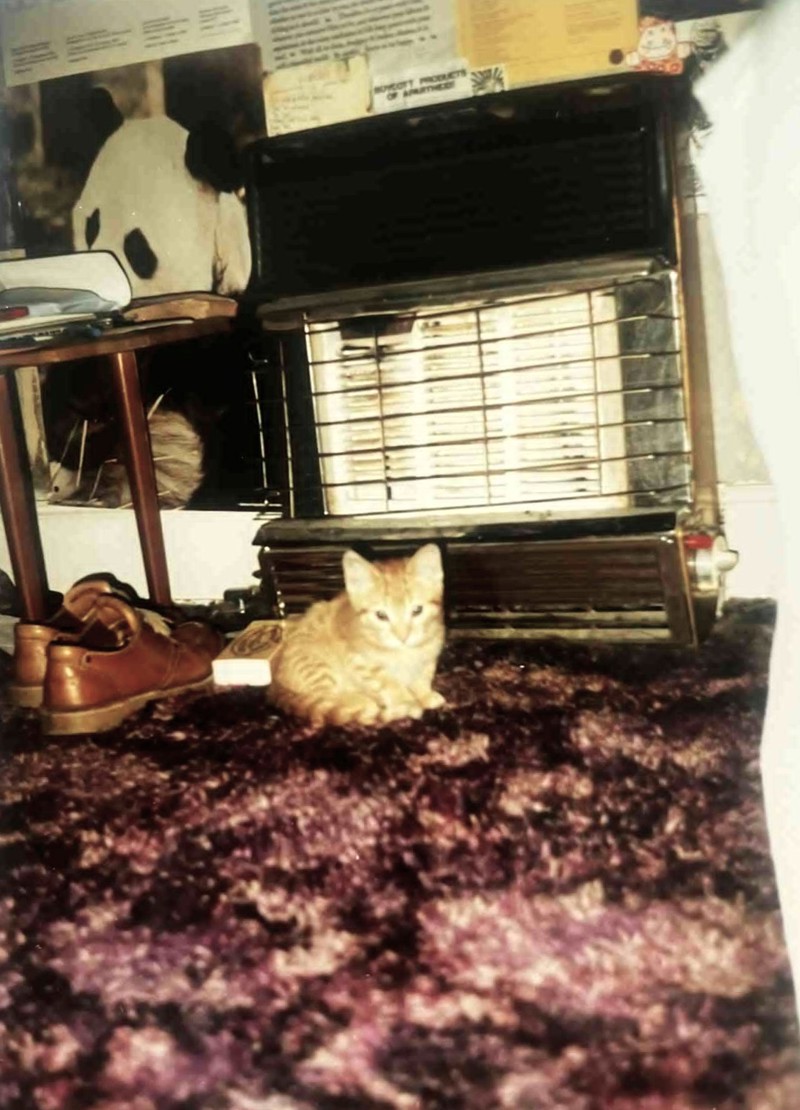 A Very Young George The Cat Beside The Miser Fire At Elie Street, Glasgow, 1985 1986. Courtesy Of Respondent David A Allan image