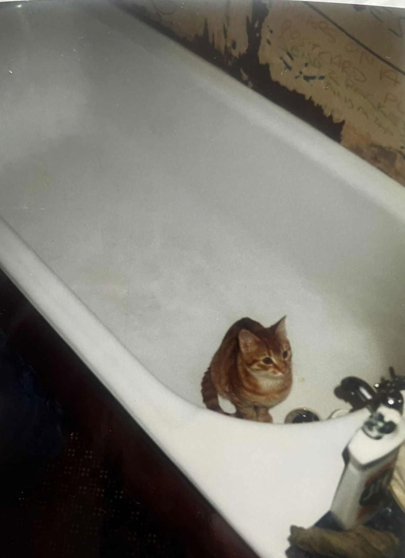 George The Cat, Elie Street, Glasgow, 1985 1986. Courtesy Of Respondent, David A Allan image